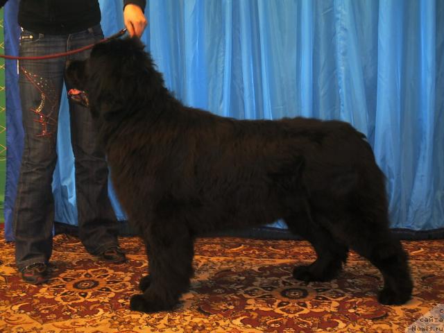 Фото: ньюфаундленд Чаровница Сибири от Марлеон Дусвик