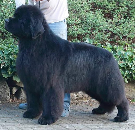 Фотография № 181230