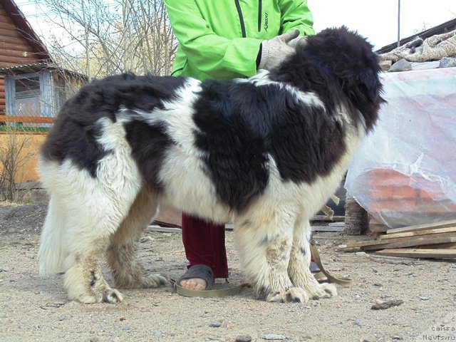 Фото: ньюфаундленд Супер Бизон Мелодия