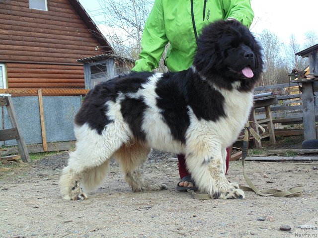 Фото: ньюфаундленд Супер Бизон Мелодия