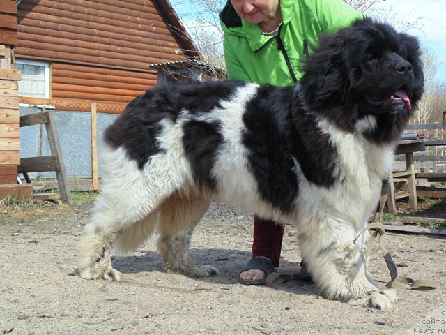 Фото: ньюфаундленд Супер Бизон Мелодия