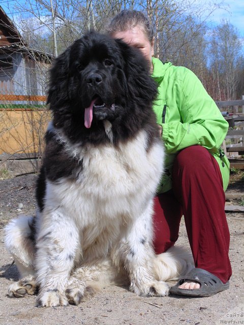 Фото: ньюфаундленд Супер Бизон Мелодия