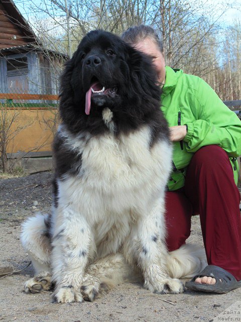 Фото: ньюфаундленд Супер Бизон Мелодия