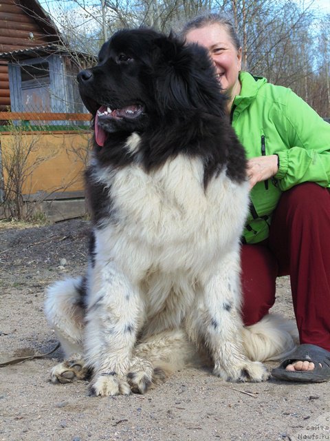 Фото: ньюфаундленд Супер Бизон Мелодия