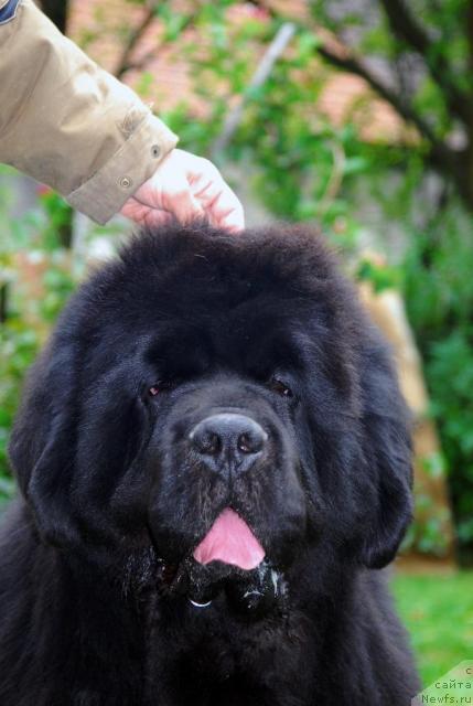 Фото: ньюфаундленд Poison or Honey King of Helluland