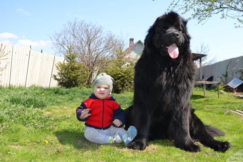 Фото: ньюфаундленд Талисман Моря Магия Волн