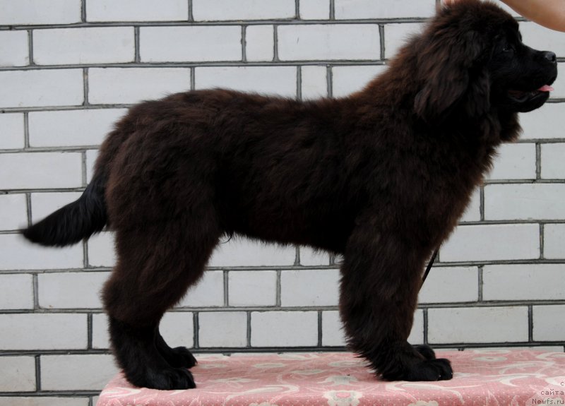 Фото: ньюфаундленд Моя Стихия Крутой Парень