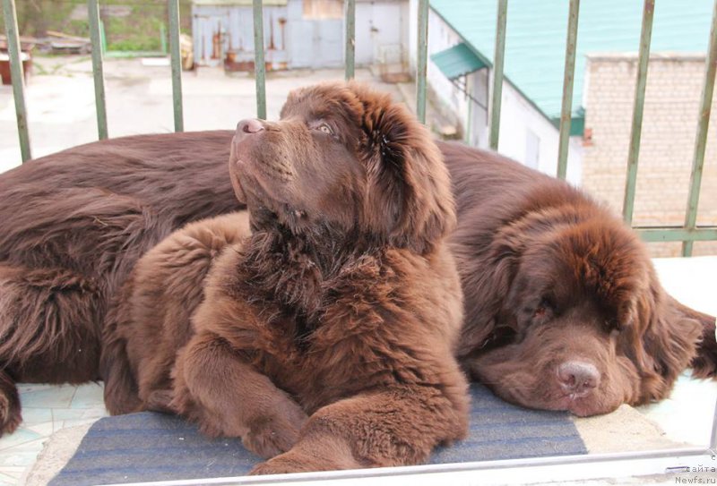 Фото: ньюфаундленд Ньюфорт Ваше Величество Брабус, ньюфаундленд Обуш Шед Янтарный Поцелуй