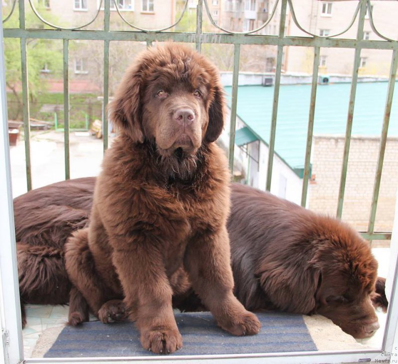 Фото: ньюфаундленд Ньюфорт Ваше Величество Брабус, ньюфаундленд Обуш Шед Янтарный Поцелуй