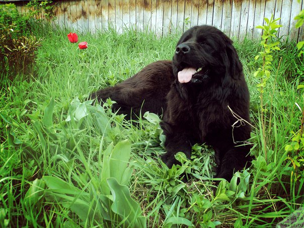 Фото: ньюфаундленд Гран При Тольятти Турандот