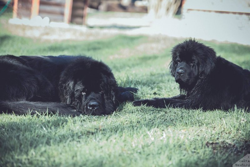 Фото: ньюфаундленд Смигар Ливерпульский Четвертак (Smigar Liverpulsiy Chetvertak), ньюфаундленд Love Inside Your Soul Moon Bear