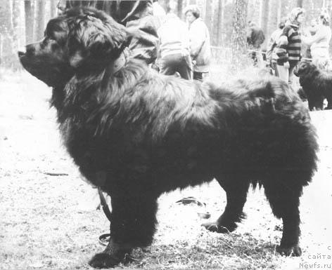 Фото: ньюфаундленд Урсус