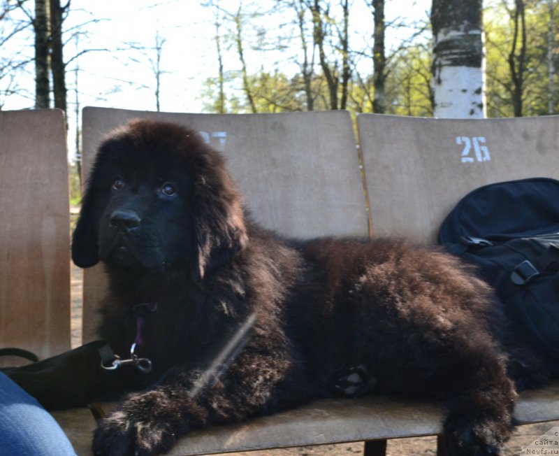 Фотография № 181314