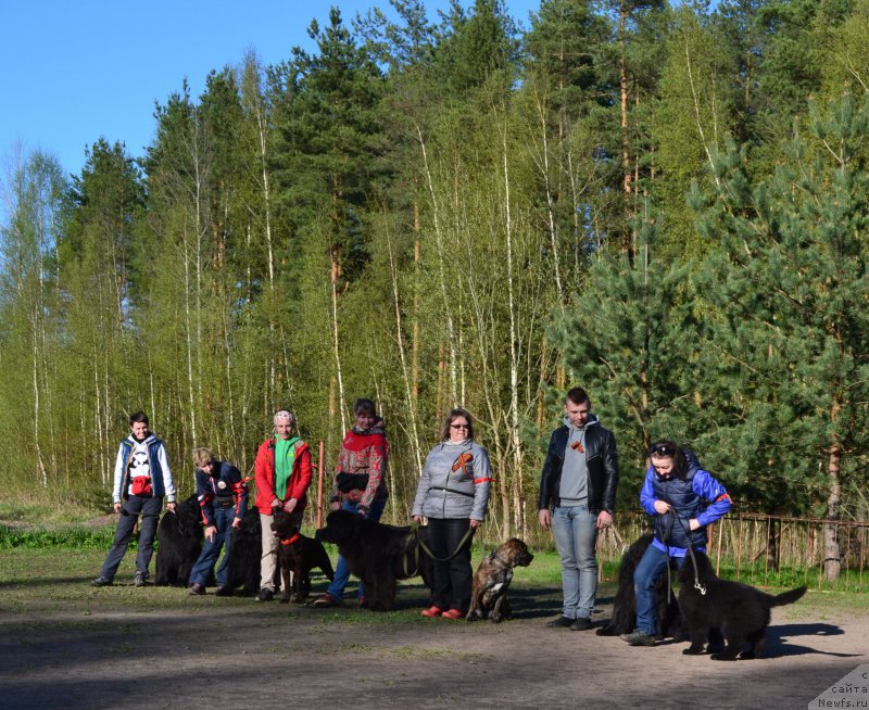Фото: Ольга Королева, Вера Дорошкевич, ньюфаундленд Бегущая по Волнам Шаман (Beguschaya po Volnam Shaman)
