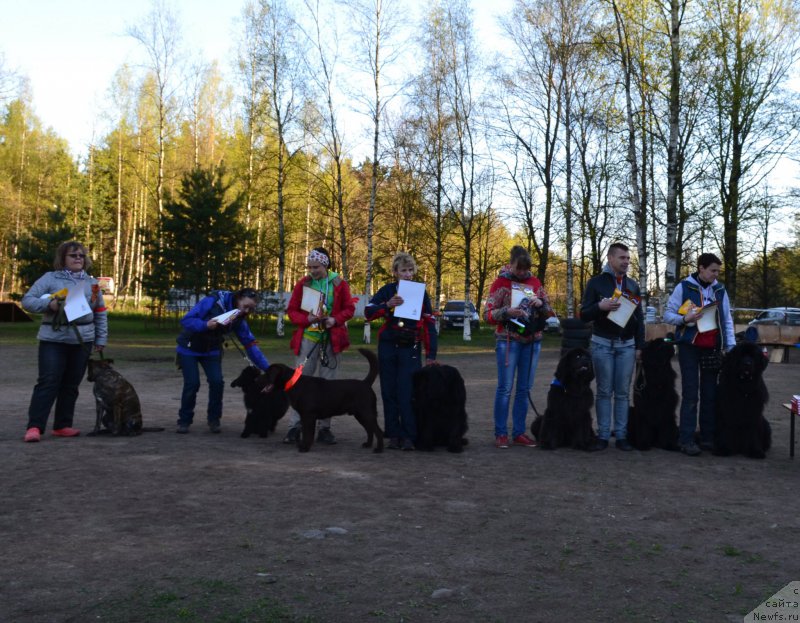 Фото: ньюфаундленд Бегущая по Волнам Шаман (Beguschaya po Volnam Shaman), Ольга Королева, Вера Дорошкевич