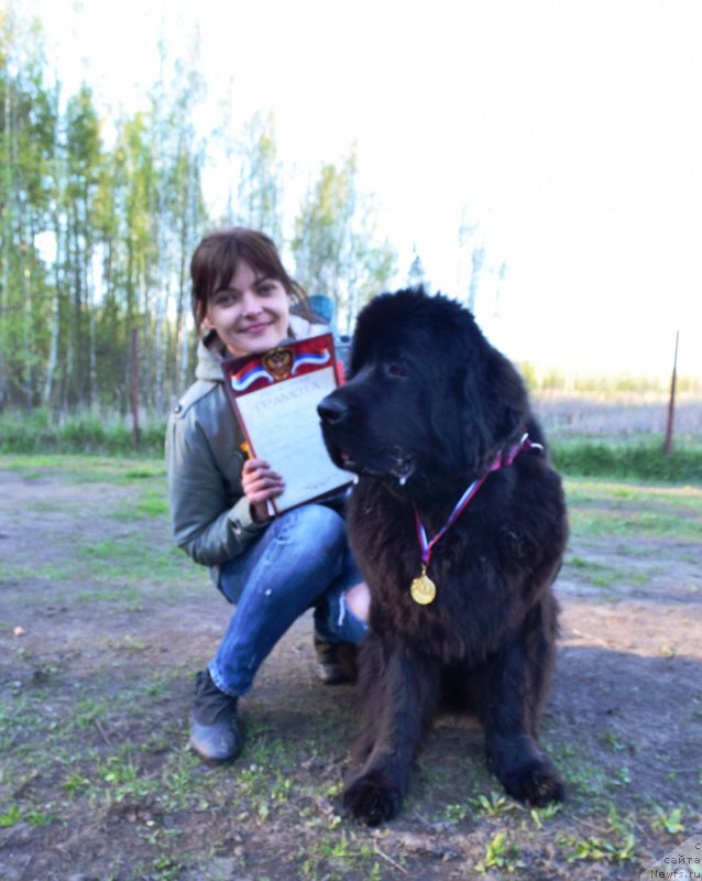 Фото: ньюфаундленд Бегущая по Волнам Ринг оф Фире (Beguschaya po Volnam Ring of Fire), Олеся Архипова