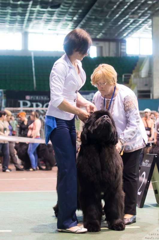 Фото: ньюфаундленд Альфа Таури Династия Совершенства (Аlpha Tauri Dinastiya Soverchenstva)