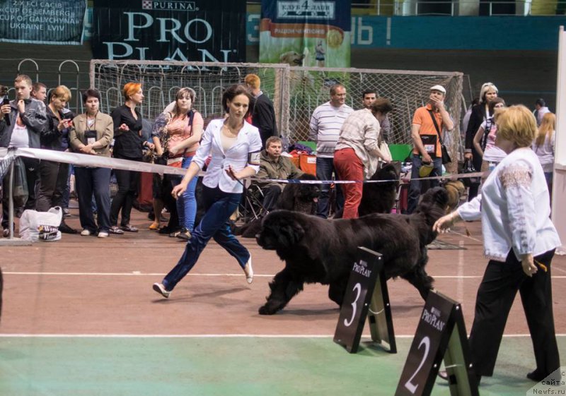 Фото: ньюфаундленд Альфа Таури Династия Совершенства (Аlpha Tauri Dinastiya Soverchenstva)