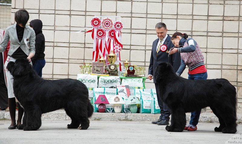 Фото: ньюфаундленд Флагман от Сибирского Медведя (Flagman ot Sibirskogo Medvedja), ньюфаундленд Моон Броок Аристократ (Moon Brook Aristocrat)