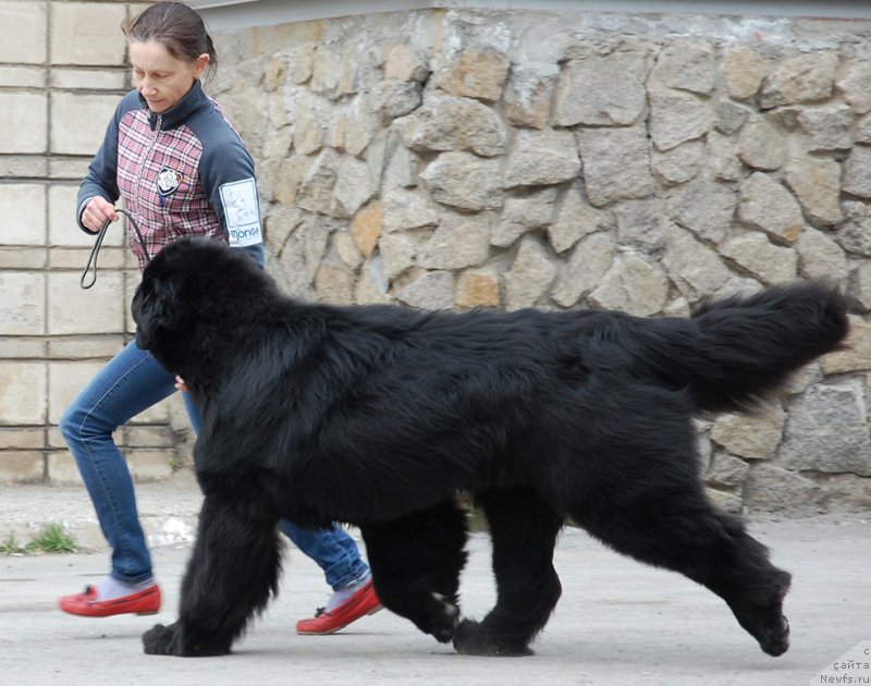 Фото: ньюфаундленд Моон Броок Аристократ (Moon Brook Aristocrat)