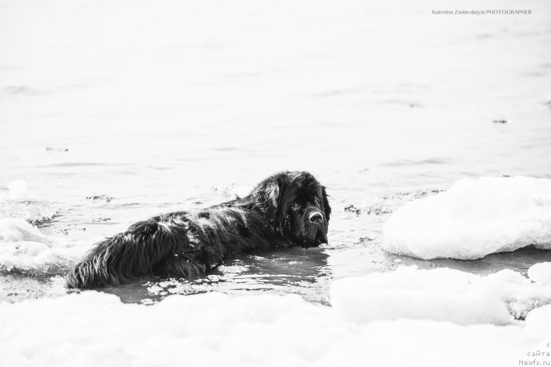 Фото: ньюфаундленд Смигар Ливерпульский Четвертак (Smigar Liverpulsiy Chetvertak)