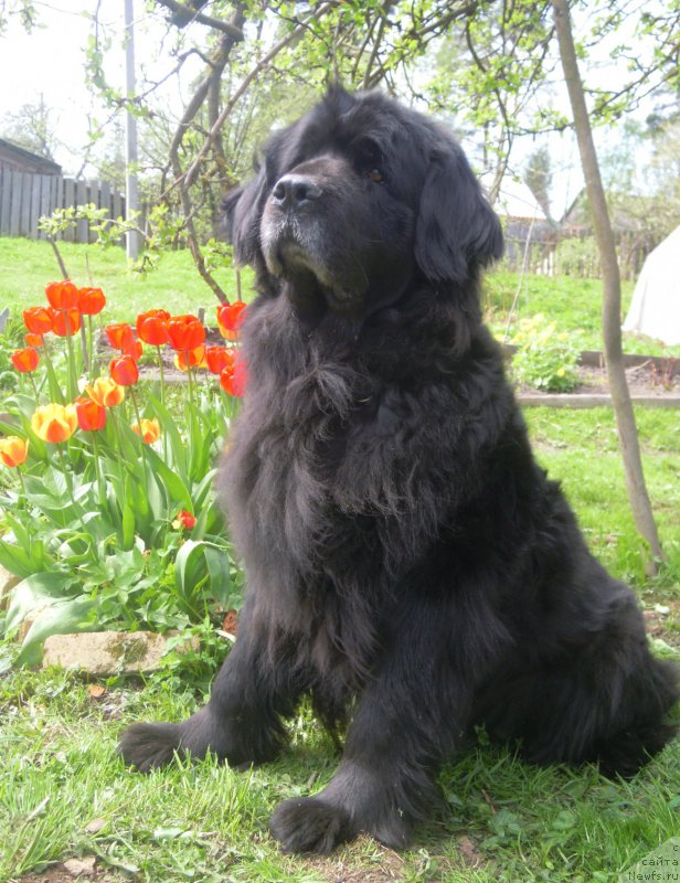 Фото: ньюфаундленд Арабелла Дочь Вивата