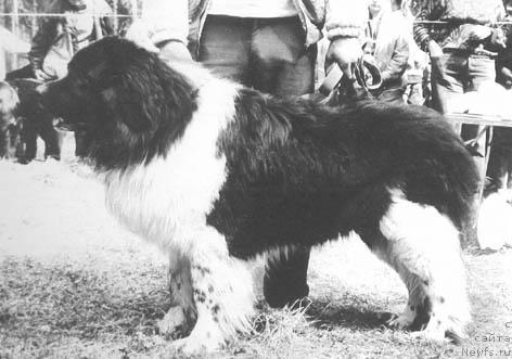 Фото: ньюфаундленд Флинт