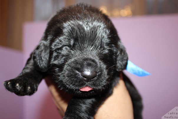 Фото: ньюфаундленд Арт Деко Особый Шик