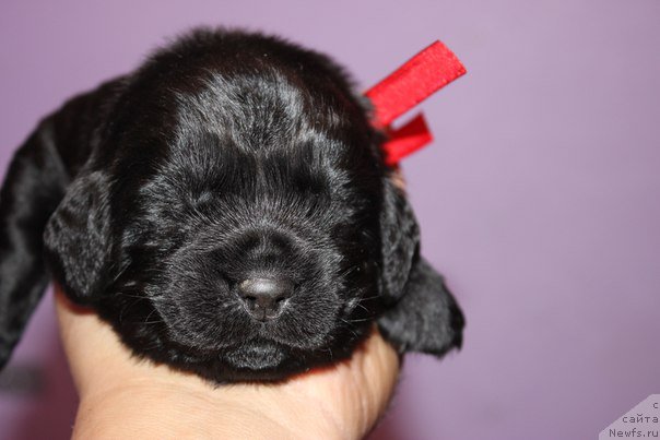 Фото: ньюфаундленд Азартный Игрок