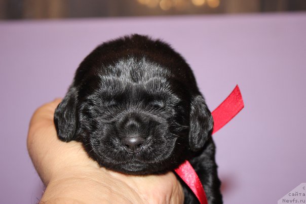 Фото: ньюфаундленд Альтер Эго