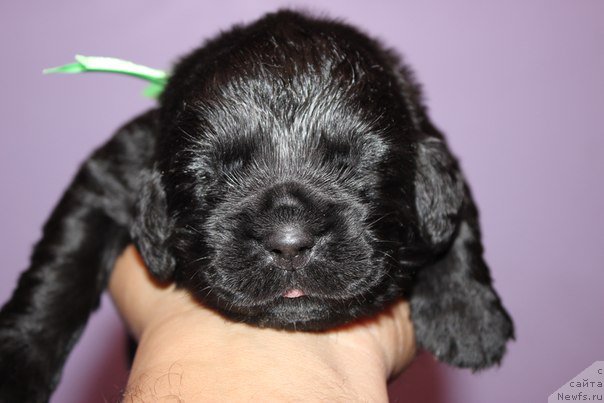 Фото: ньюфаундленд Аристократическая Штучка