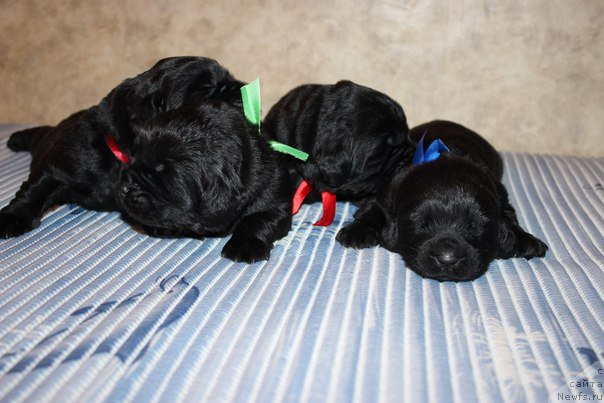 Фото: ньюфаундленд Альтер Эго, ньюфаундленд Аристократическая Штучка, ньюфаундленд Азартный Игрок, ньюфаундленд Арт Деко Особый Шик