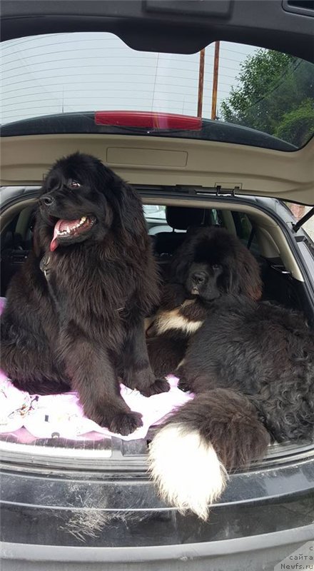 Фото: ньюфаундленд Супер Премиум Рио де Жанейро (Super Premium Rio de Janeiro)