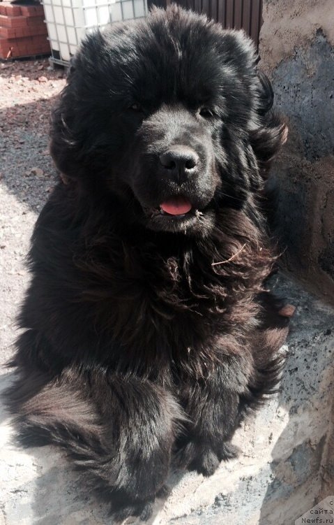 Фото: ньюфаундленд Супер Премиум Рокси