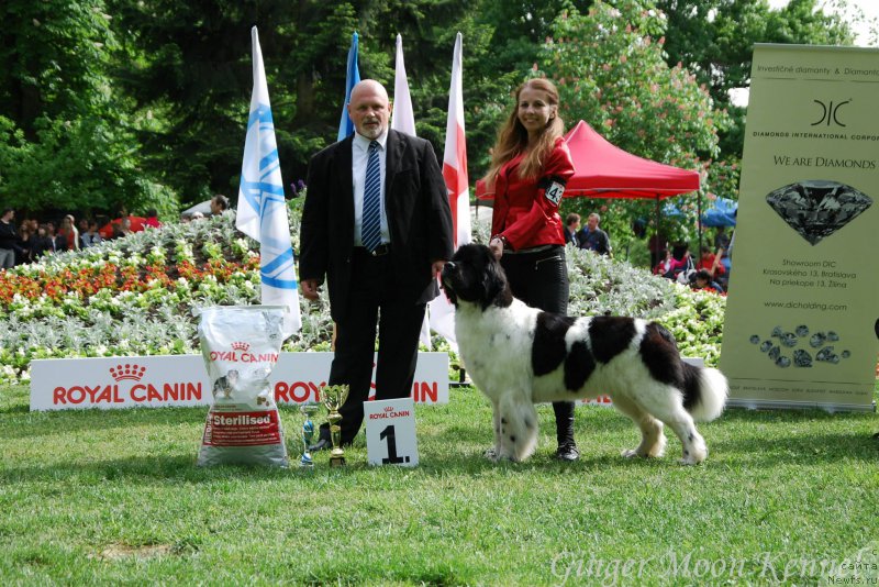 Фото: ньюфаундленд Черная Мафия Зебра Тиме (Chernaya Mafia Zebra Time)