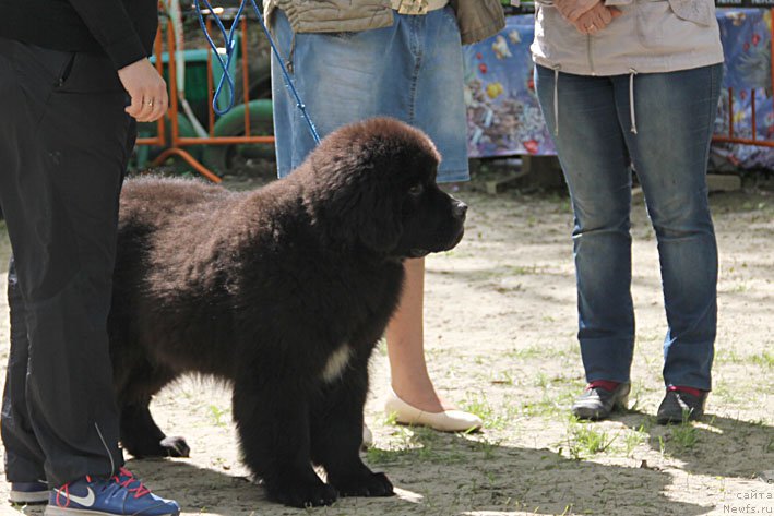 Фотография № 181426