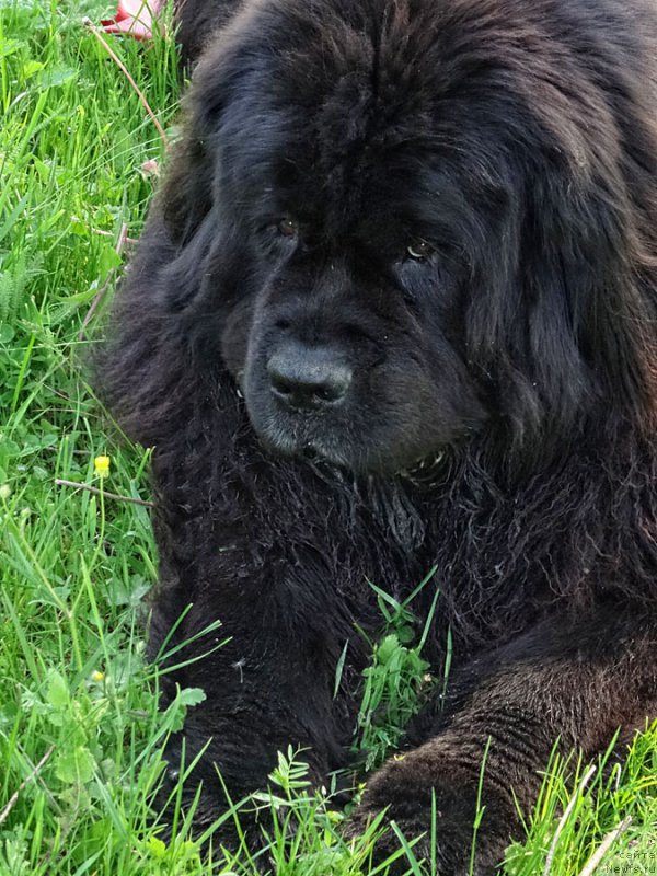 Фото: ньюфаундленд Потап Фидель