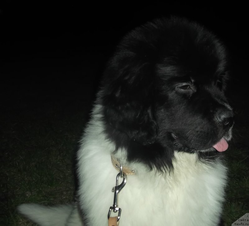 Фото: Гордон