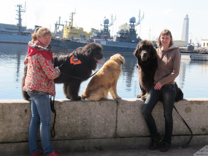 Фото: Анна Петрушкина, ньюфаундленд Мелти Вейв Марин Тифея (Melty Wave Marine Tifeya), Лиса, Анастасия Киреева, ньюфаундленд Дюрбахлер Клаб Альфаретта Виньетта