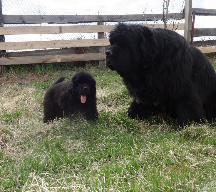 Фото: ньюфаундленд Promise To Love Midnight Bear, ньюфаундленд Кипер Соул Смайли для Ньюфорт