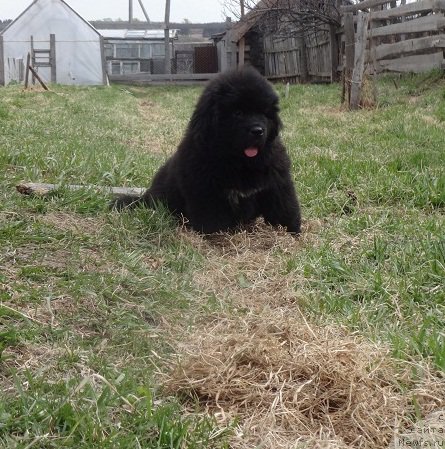 Фото: ньюфаундленд Кипер Соул Смайли для Ньюфорт