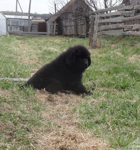 Фото: ньюфаундленд Кипер Соул Смайли для Ньюфорт