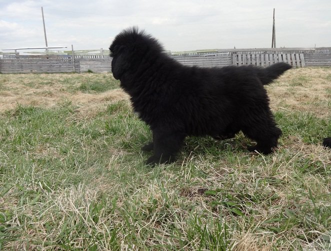 Фото: ньюфаундленд Promise To Love Midnight Bear