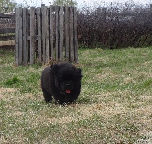 Фото: ньюфаундленд Кипер Соул Смайли для Ньюфорт