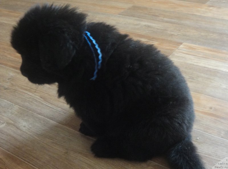 Фото: ньюфаундленд Прайд от Ласкового Дельфина