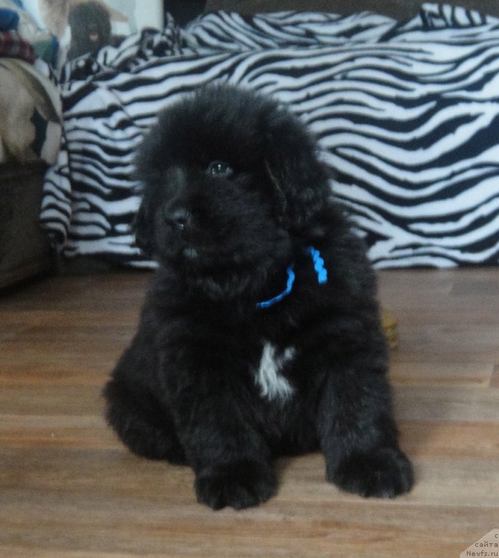 Фото: ньюфаундленд Прайд от Ласкового Дельфина