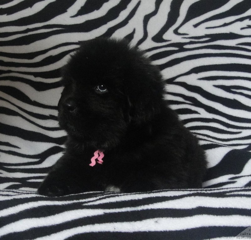 Фото: ньюфаундленд Патриция от Ласкового Дельфина (Patricia ot Laskovogo Delphina)