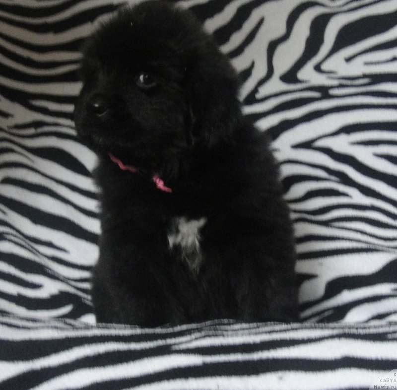 Фото: ньюфаундленд Патриция от Ласкового Дельфина (Patricia ot Laskovogo Delphina)