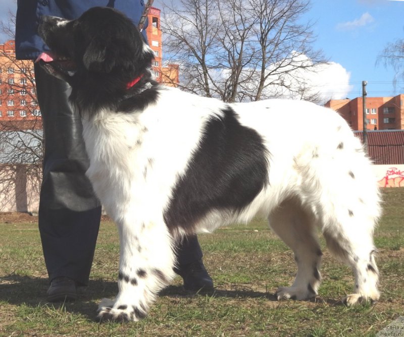 Фото: ньюфаундленд Сент Джонс Исида