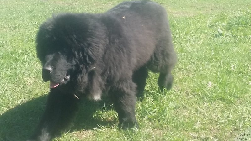 Фото: ньюфаундленд Ланкастер